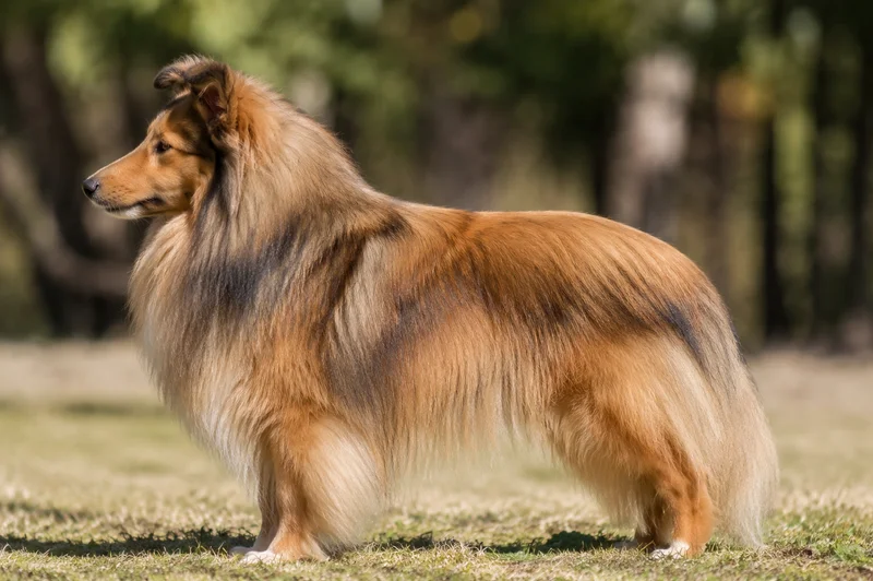 Shetland Sheepdog — sable coat