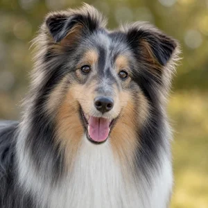 Shetland Sheepdog — happy