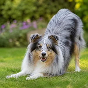 Shetland Sheepdog — playful