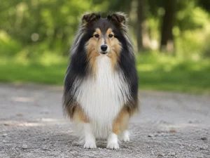 Shetland Sheepdog — front