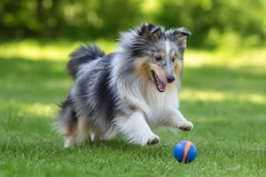 Shetland Sheepdog — playing