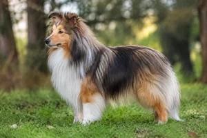 Shetland Sheepdog dog