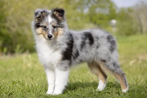 Shetland Sheepdog — puppy (~4 mo)