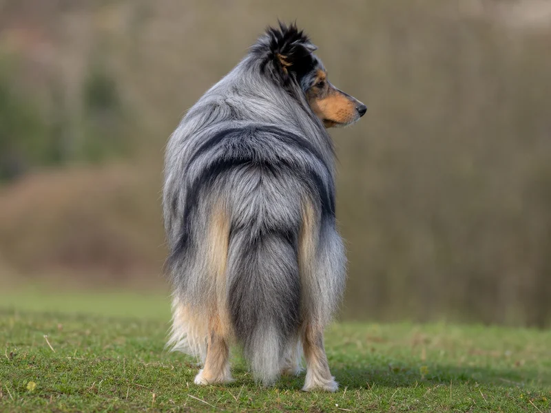 Shetland Sheepdog — rear