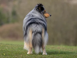 Shetland Sheepdog — rear