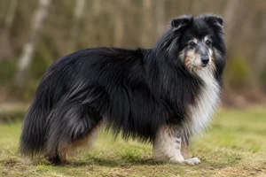 Shetland Sheepdog — senior