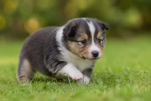 Shetland Sheepdog — young puppy (~1 mo)