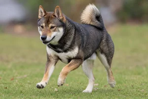 Shiba Inu — running