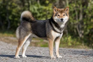 Shiba Inu — adult