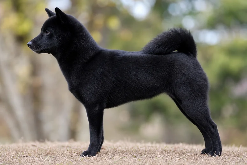 Shiba Inu — black coat