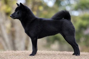 Shiba Inu — black coat