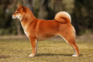 Shiba Inu — red coat