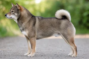 Shiba Inu — sesame coat