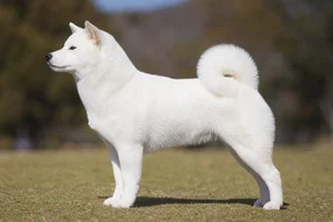 Shiba Inu — white coat