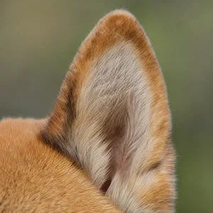 Shiba Inu — ears