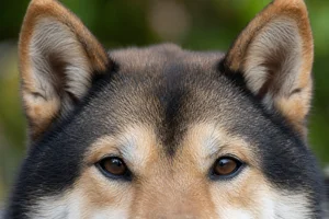 Shiba Inu — eyes