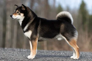Shiba Inu dog