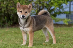 Shiba Inu — puppy (~4 mo)