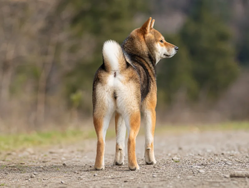 Shiba Inu — rear