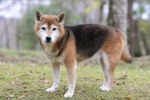 Shiba Inu — senior