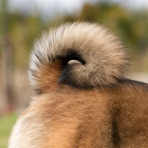 Shiba Inu — tail