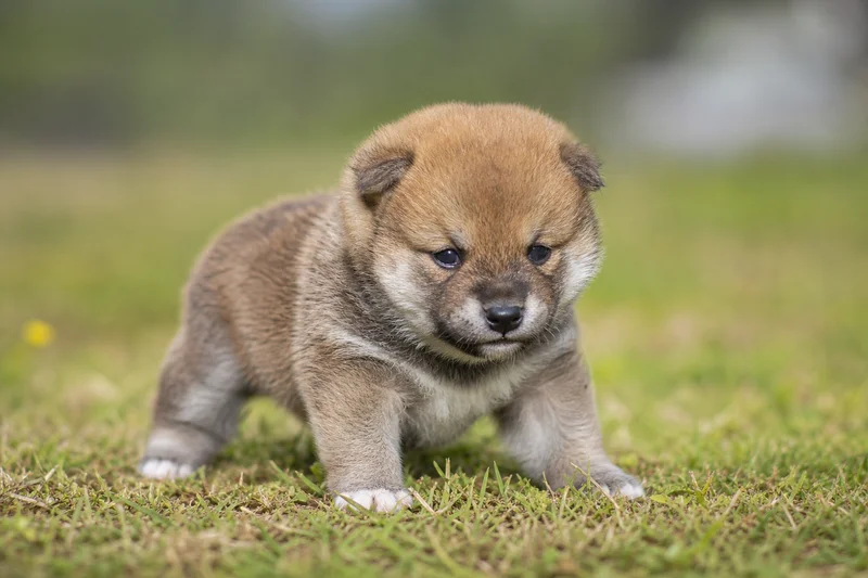 Shiba Inu — young puppy (~1 mo)