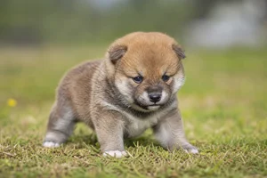 Shiba Inu — young puppy (~1 mo)