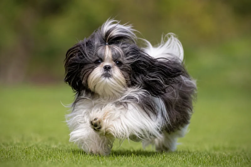 Shih Tzu — running