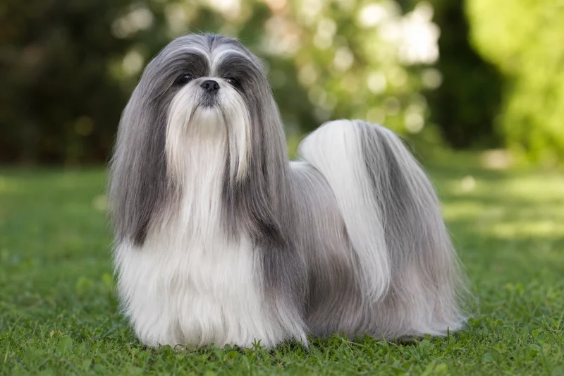 Shih Tzu — adult