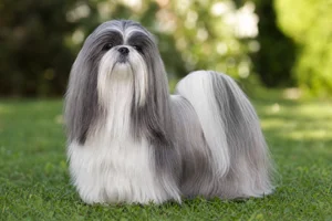 Shih Tzu — adult