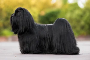 Shih Tzu — Black coat