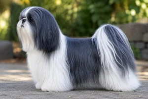 Shih Tzu — Blue & White coat