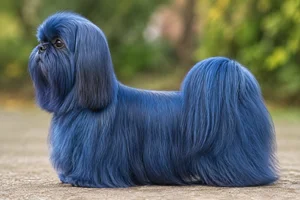Shih Tzu — Blue coat