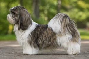 Shih Tzu — Brindle & White coat
