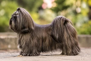 Shih Tzu — Brindle coat