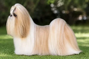 Shih Tzu — Gold & White coat