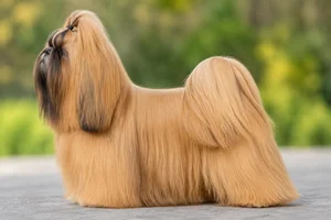 Shih Tzu — Gold coat