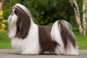 Shih Tzu — Liver & White coat