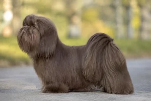 Shih Tzu — Liver coat
