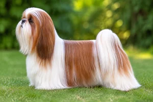Shih Tzu — Red & White coat