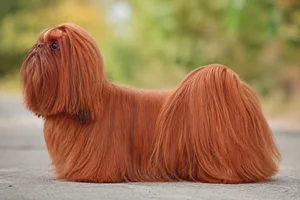 Shih Tzu — Red coat