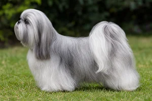 Shih Tzu — Silver & White coat