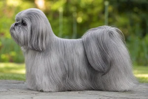 Shih Tzu — Silver coat