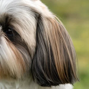 Shih Tzu — ears