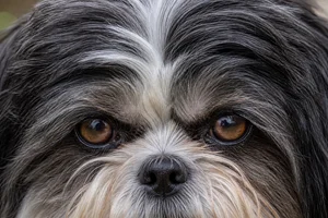 Shih Tzu — eyes