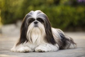 Shih Tzu — lying down