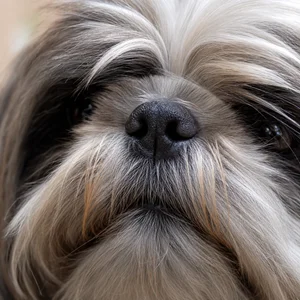 Shih Tzu — nose