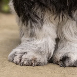 Shih Tzu — paws