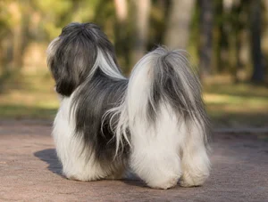 Shih Tzu — rear