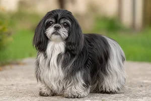 Shih Tzu — senior